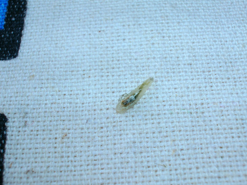 Larva cacciatrice di Episyrphus balteatus